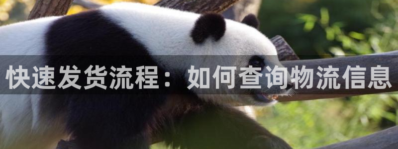 多多28注册：快速发货流程：如何查询