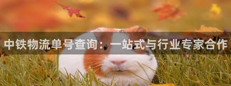 多多28网站平台是多少：中铁物流单号