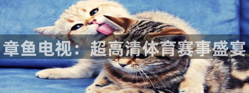 看球吧jrs直播nba：章鱼电视：超高清体育赛事盛宴
